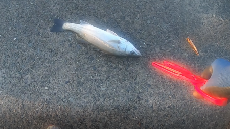 水面爆発！！トップシーバス炸裂！！